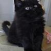 *Two Playful Male Kittens – Bonded Pair – $900 Together*