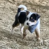 Very Sweet Texas Heeler Puppies