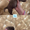 Raffle american bully