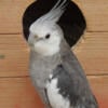 2 male cockatiels gray and gray pearl