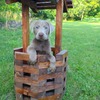 Charcoal and Silver Lab puppies