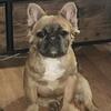 Fluffy French bulldog