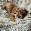 Cavapoo Red Mini F1b 7 weeks old looking for their forever home.