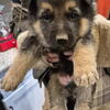 German Shepherd/Belgian Malinois puppies