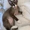 MINSKIN Kittens, REDUCED Sweet Long Leg "Teddy Rex" Similar to Devon Rex. READY, loving personalities!