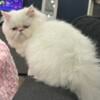 White CFA PERSIAN female kitten - 3 mos!