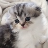 SCOTTISH FOLD KITTENS