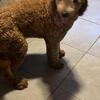 Goldendoodle Puppy for sale
