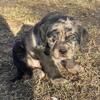 Golden Doodle Mix 350