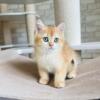 NEW Elite British kitten from Europe with excellent pedigree, female. Bonnie EM NY