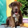 Chocolate XL American Bully Male Pup