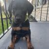 AKC Square Head European Doberman Puppy Male SOLD)