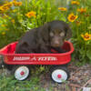 Boykin spaniel puppies