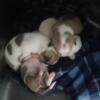 Chihuahua pups born 4 24 25