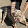 Lilac Tri Merle Female Pocket Bully