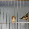 Lemon breasted canary 651.278.8031
