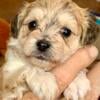 6-week old male Maltipoo Apricot