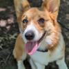 Beautiful and great temperament Corgi for Stud Onlyp