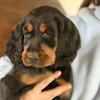 AKC Gordon Setter Puppies 8 weeks old