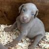 CKC Doberman Puppies