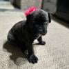 Presa Canario Pups Located around Pittsburgh Pennsylvania