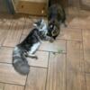 Maine coon kittens TICA registered