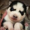 Pomsky (Mini Husky’s)❤️ CALL/TEXT 856-275-8278