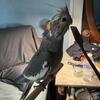 Baby cockatiels