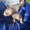 Two male sphynx kittens available