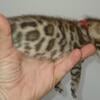 Gorgeous Rosetted TICA registered Bengal kittens Non shedding Hypoallergenic