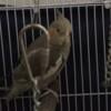 Split grey male cockatiel and cage for sale