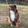 Miniature Australian Shepherd For STUD