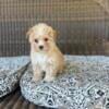 Toy Maltipoo puppy TINY female