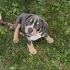 Blue tri xl American bully