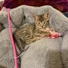 Adorable 10-week-old female kitten