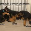 German Shepherd Puppy Penny