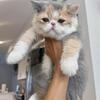 Dilute calico ready now 