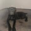 4 Cane Corso Puppies for Sale 