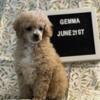 Toy poodle (AKC Apricot)