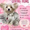 4 yr Female Parti Yorkie Phenix City, AL $1100