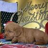Golden retriever pups