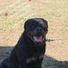 Rottweiler Stud