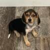 Beagle puppy- female!