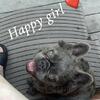 Female fluffy French bulldog