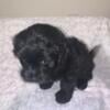 Toy poodle mix 