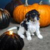 MINI MULTIGEN BERNEDOODLES, female