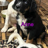 Mixed Breed Puppies