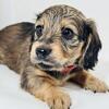 Female shaded English Cream Longhaired mini dachshund puppy
