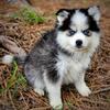 FLUFFY MINI HUSKY AKA POMSKY BOY 3 OF 5