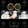 Adorable AKC Maltese Puppies Available Now